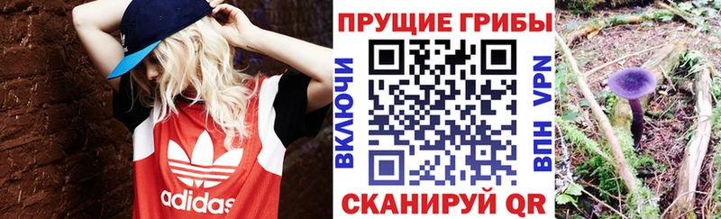 Галлюциногенные грибы GOLDEN TEACHER  купить наркоту  блэк спрут сайт  Нижнеудинск 